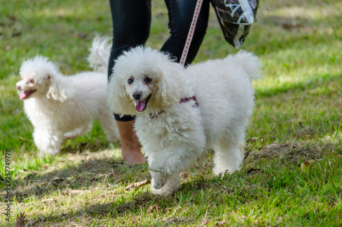 dog cães 