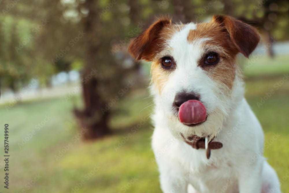 FUNNY JACK RUSSELL DOG LINKING HIS LIPS. NATURAL DEFOCUSED BACKGROUND. - obrazy, fototapety, plakaty 
