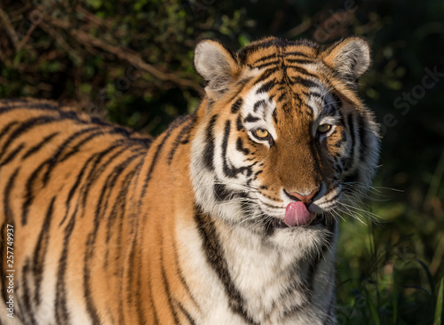 Fototapeta Naklejka Na Ścianę i Meble -  Beautiful Tiger with Pink Tongue in Afternoon Light