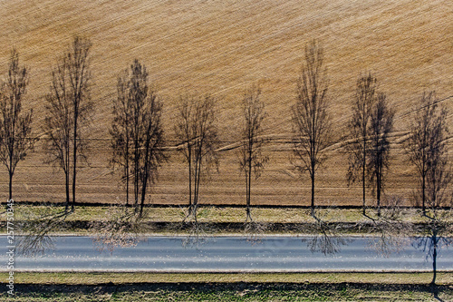 Road among trees.	 photo