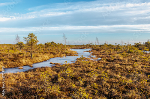 Kemeri Great swamp with autumn colored flora of winter peat bog, Latvia, Northern Europe