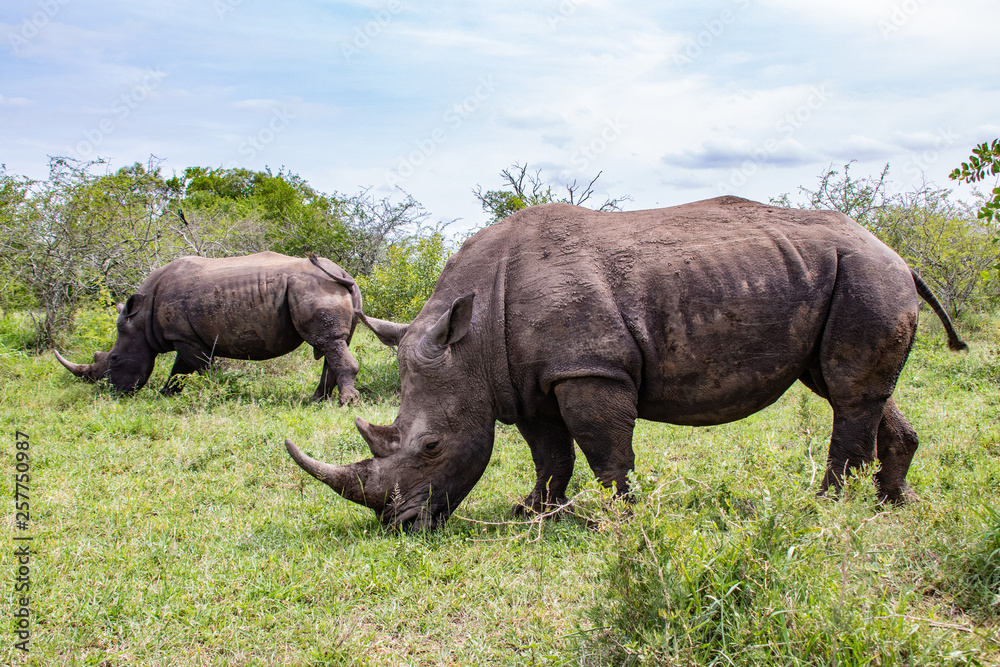 Obraz premium white rhino / rhinoceros in an open field in South Africa