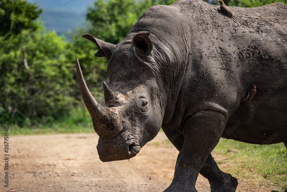 Obraz premium white rhino / rhinoceros in an open field in South Africa