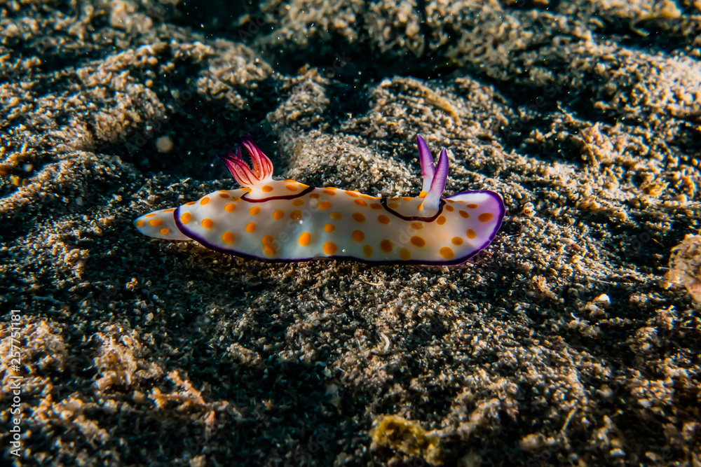 Sea slug in the Red Sea Colorful and beautiful, Eilat Israel Sea slug in the Red Sea Colorful and beautiful, Eilat Israel