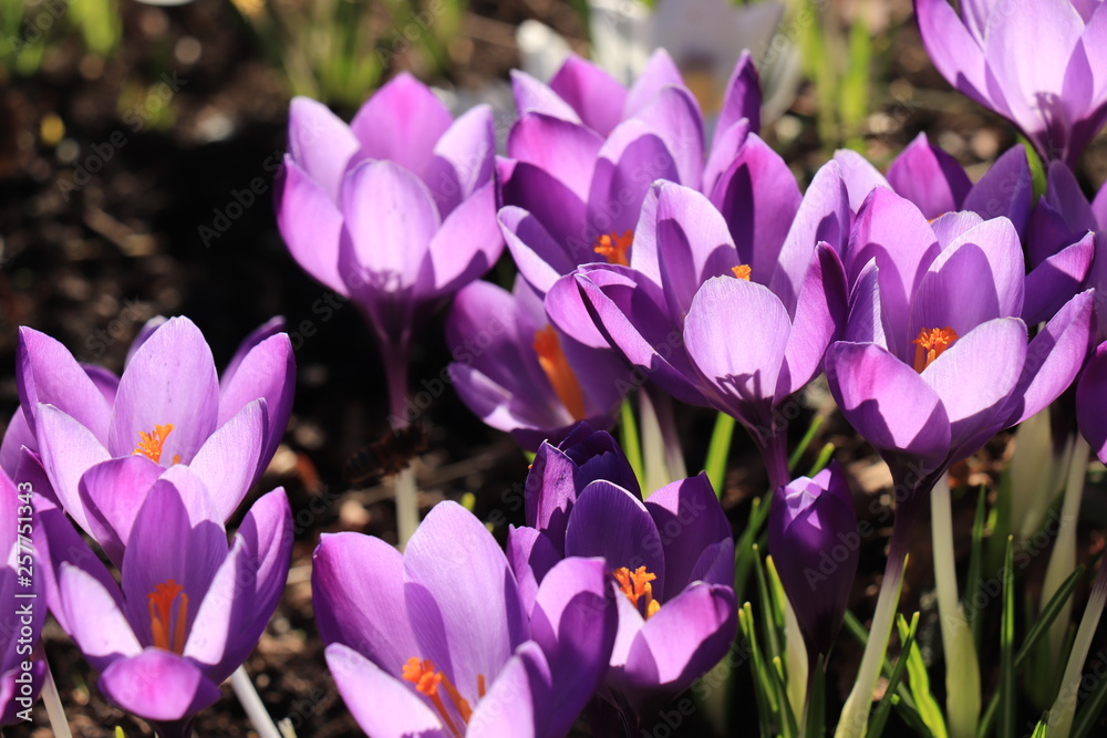 Blooming Purple crocuses Blooming Purple crocuses