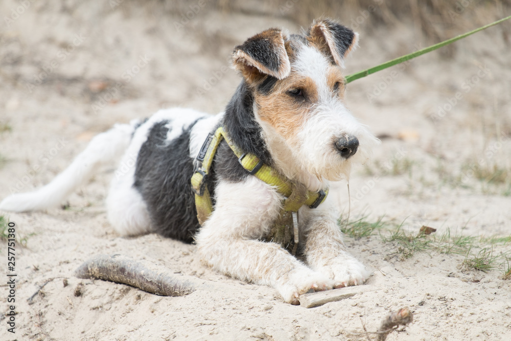 Cute fox terrier dog on a leash Cute fox terrier dog on a leash