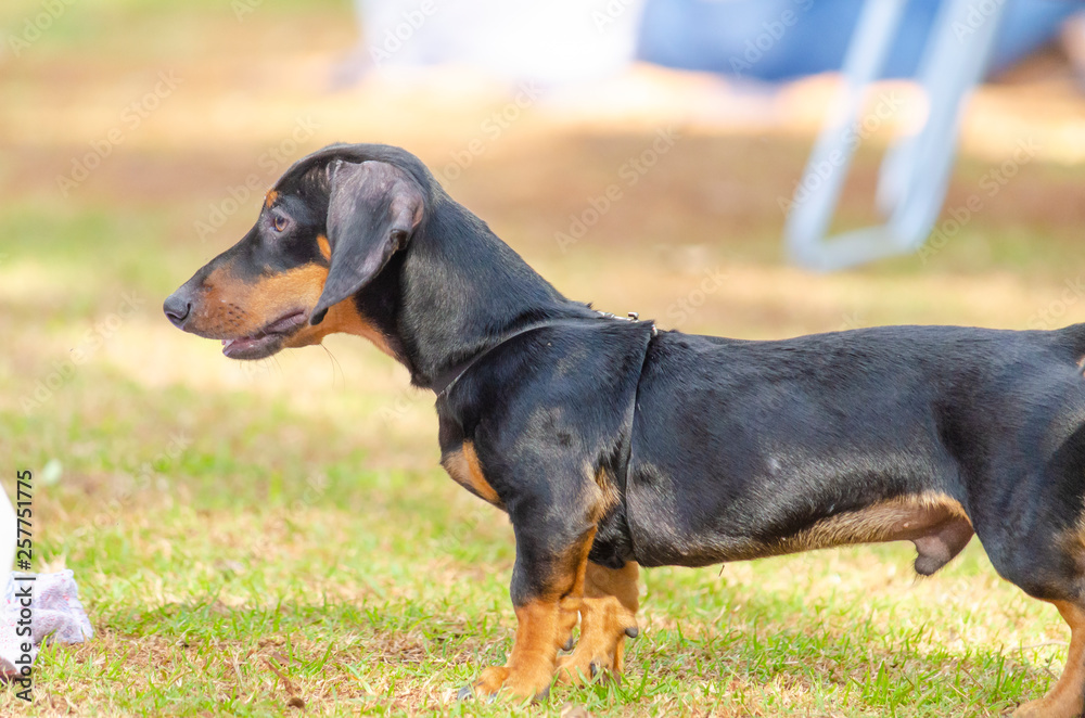 dog cães dog cães