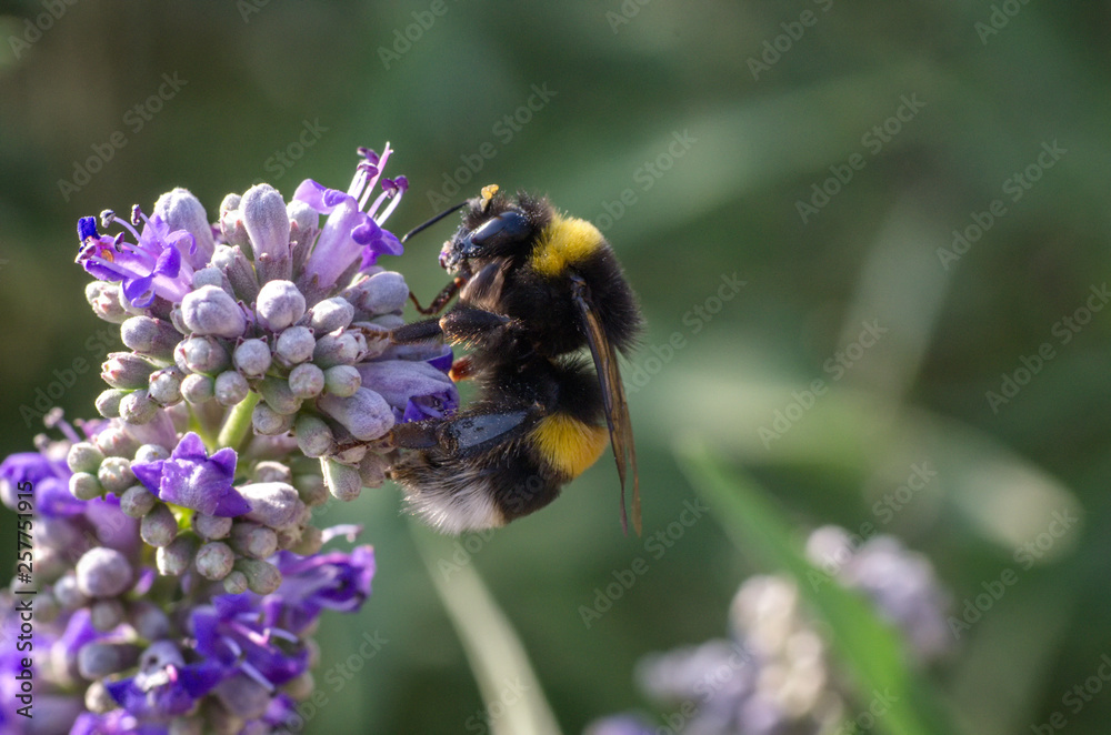 a close up view of a bumblebee on a purple flower at spring a close up view of a bumblebee on a purple flower at spring