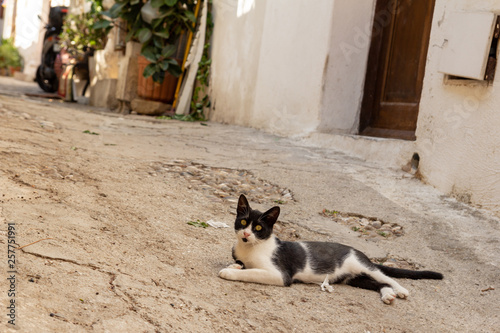 Cat on the street of the old city. Rhodes, Greece.