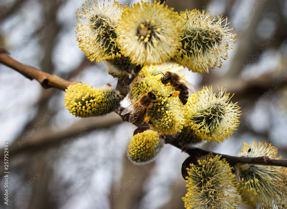 Fototapeta premium two bee on yellow blooming willow