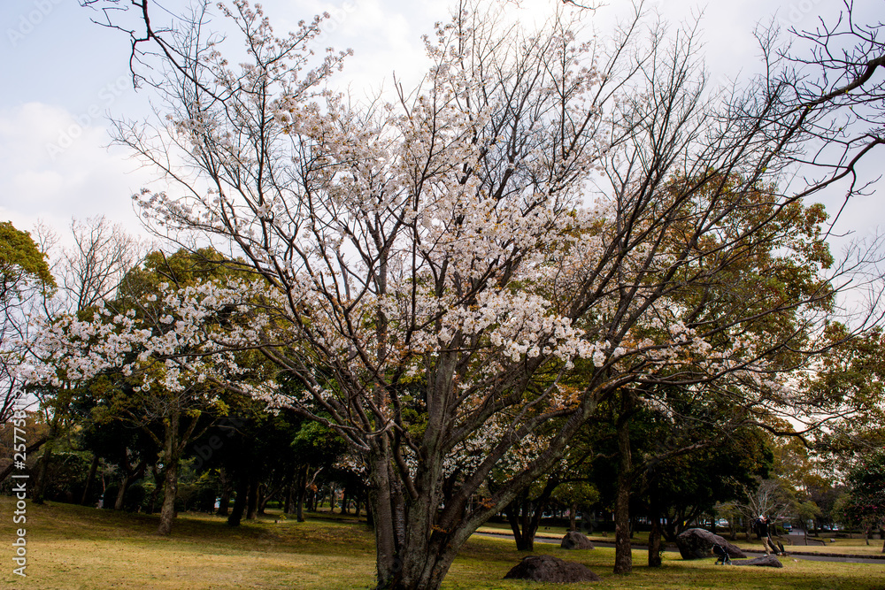 南立石の山桜 南立石の山桜