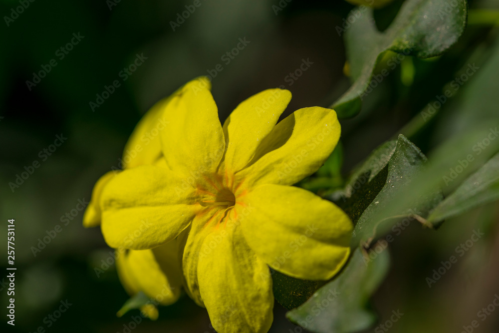 macro de flor amarilla