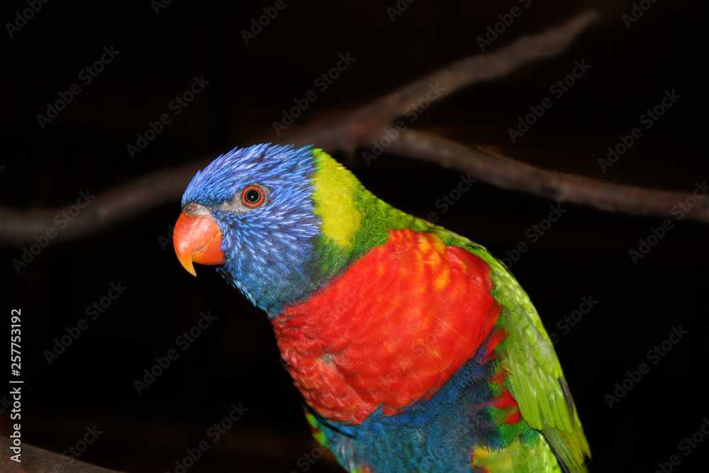 Fototapeta premium beautiful lori parrot