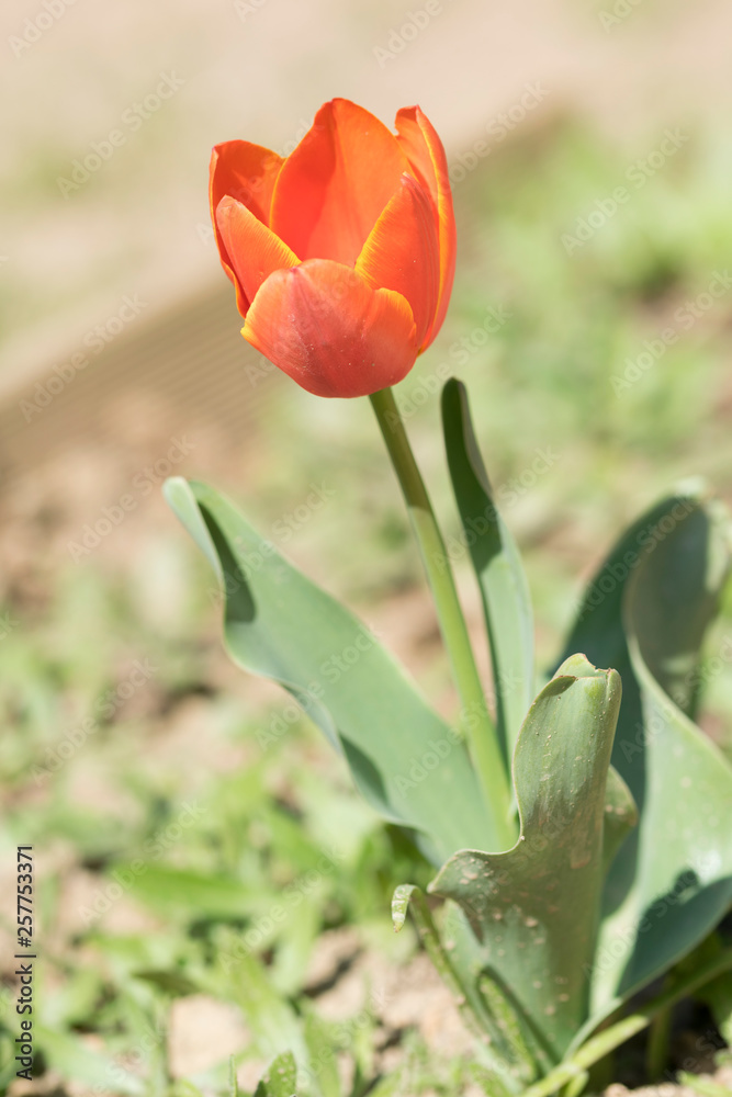 macro de tulipan naranja