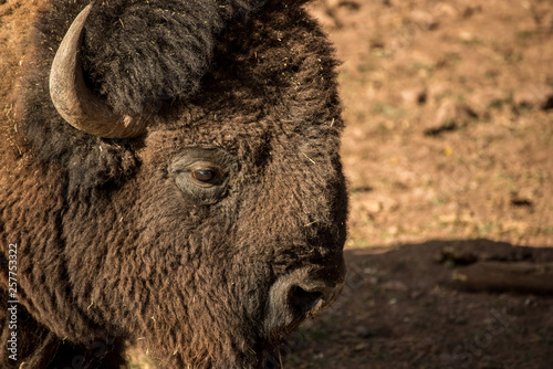 Large Male american buffalo portrait