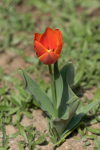 macro de tulipan naranja