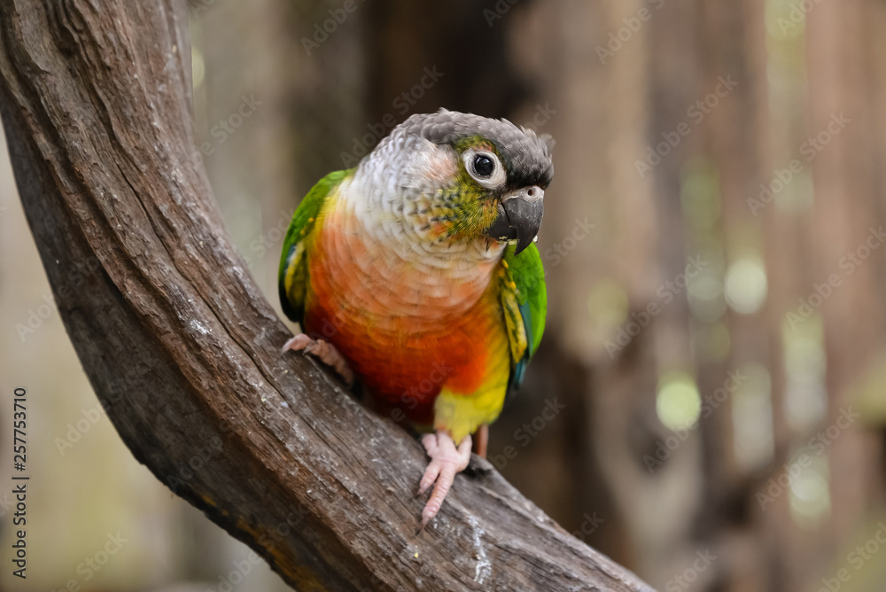 Obraz premium bright Parrot sitit on branch