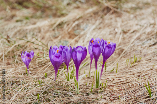 Alpine crocuses blossom in the mountains of the Carpathians on top of the mountain. photo