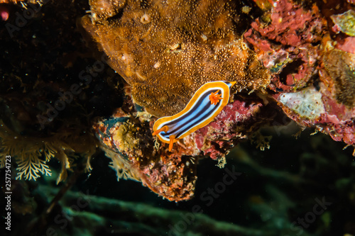 Sea slug in the Red Sea Colorful and beautiful, Eilat Israel