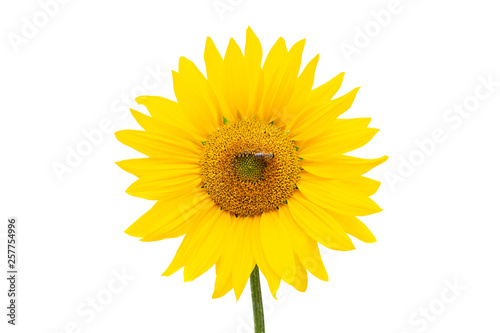 Sunflower with bee background at backyard