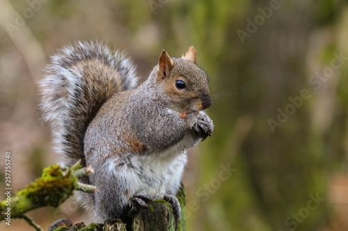 squirrel © carina