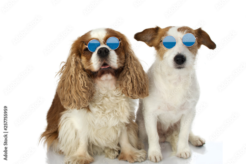 FUNNY TWO DOGS WEARING SUMMER EYEGLASSES. ISOLATED STUDIO SHOT AGAINST WHITE BACKGROUND.