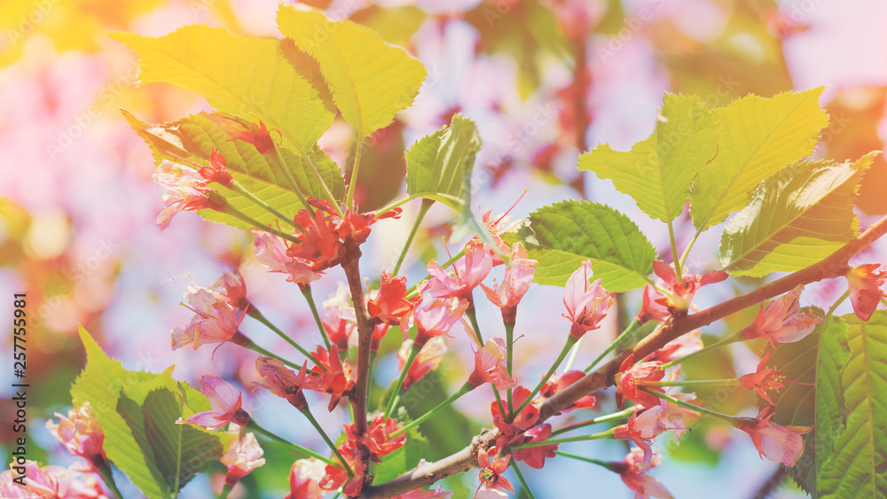 Beautiful floral spring abstract background of nature Branches of blossoming abundant flower macro soft focus background Easter spring greeting gift cards, copy space Spring pink flowers tree element Beautiful floral spring abstract background of nature Branches of blossoming abundant flower macro soft focus background Easter spring greeting gift cards, copy space Spring pink flowers tree element