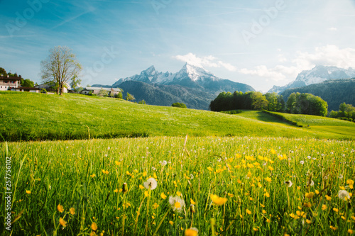 Idylliczny krajobraz w Alpach z kwitnącymi łąkami na wiosnę