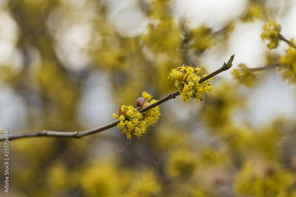 branches with flowers of European Cornel (Cornus masses) in early spring. Flowering dogwoods - Cornus mas , Cornelian cherry, European cornel. 