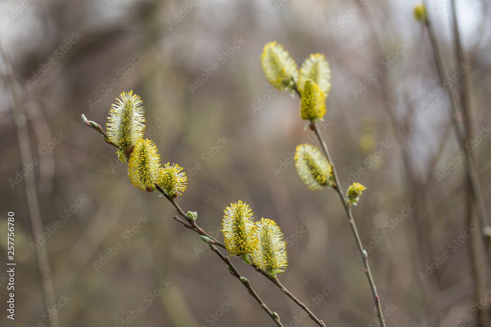 Catkins on a grey sallow shrub salix cinerea in early spring. Salix cinerea Catkins. Catkins on a grey sallow shrub salix cinerea in early spring. Salix cinerea Catkins.