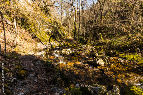 Asturias, Spain. The Muniellos Nature Reserve (Reserva natural integral), protected area of woodland along the valley of the river Muniellos-Tablizas