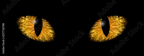 Yellow animal cat eyes illustration