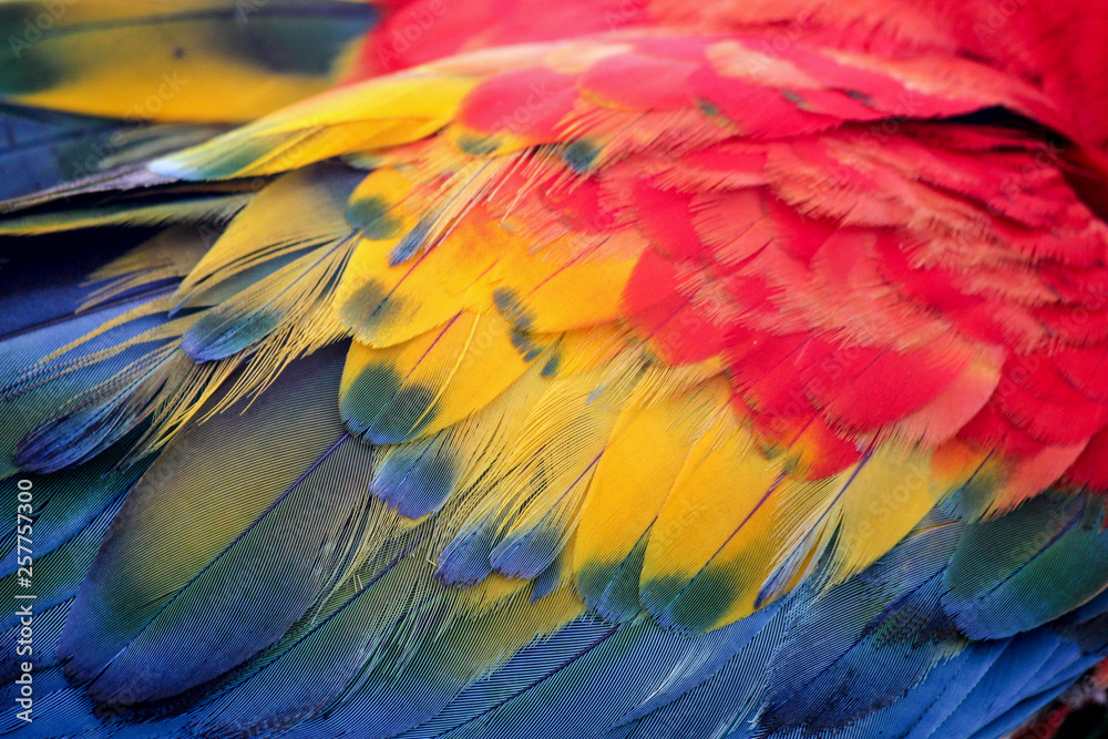 Obraz premium Plumas de colores