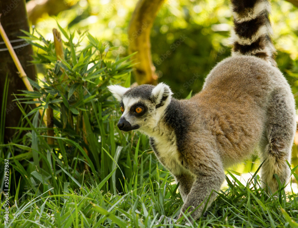 Obraz premium lemur observando