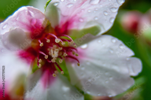 Closeup of a wet almond blossom