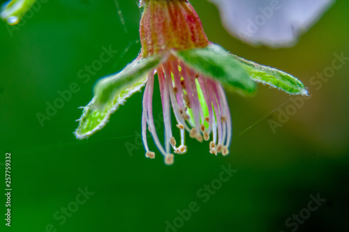 Closeup of a fantastic almond blossom