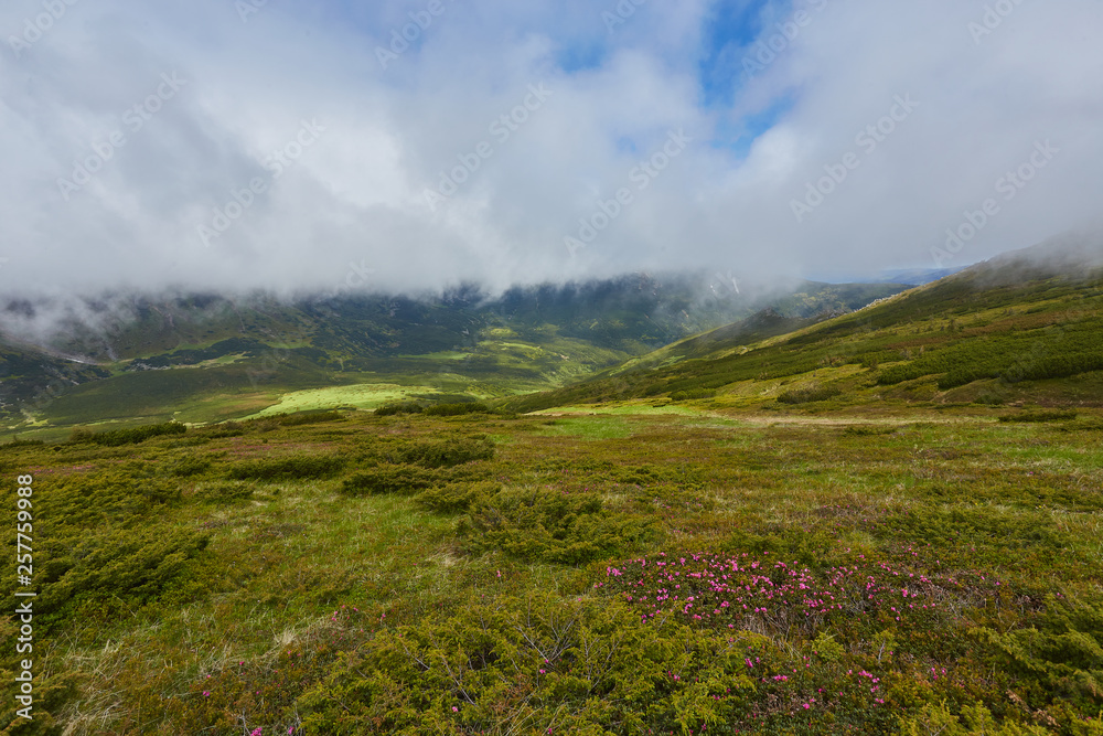 Mountain path through blooming rhododendron valley