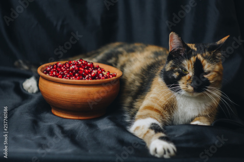 ripe whole red pomegranate, pomegranate seeds in a ceramic bowl and a three-colored cat lying on a black cloth background, pomegranate seeds, close up, isolated still life, oriental fruit
