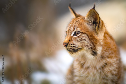 Close-up of eurasian lynx in the forest at early winter