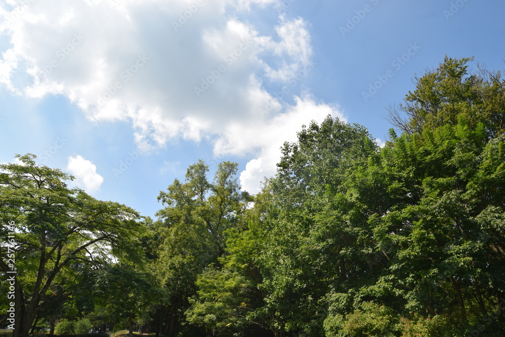 trees and sky