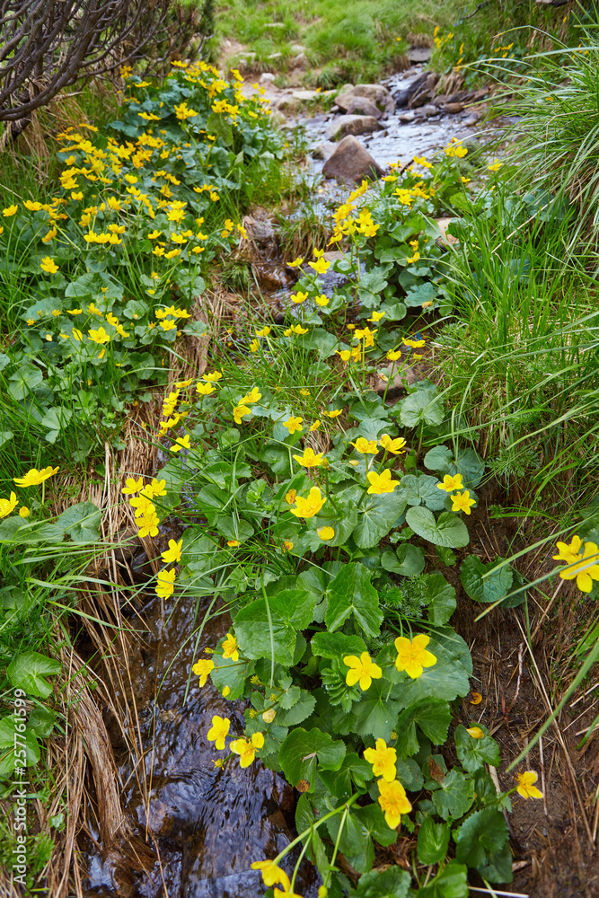 Small, yellow spring flowers in the mountains. Vesennik or Eranthis hyemalis near the river.