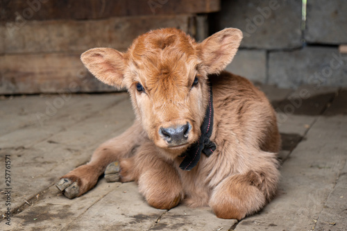 Newborn Calf Lying on the floor of a rural farmhouse