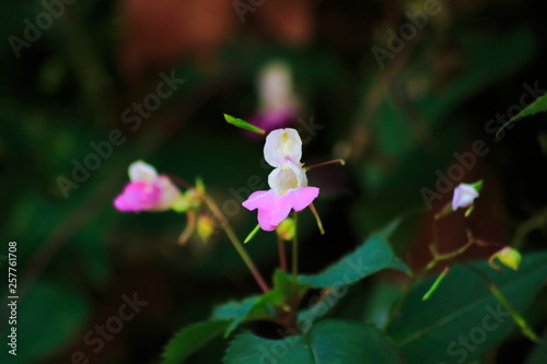 rosa, lila farbenes Springkraut mit unscharfem dunklen Hintergrund photo