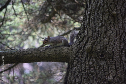 squirrel on tree