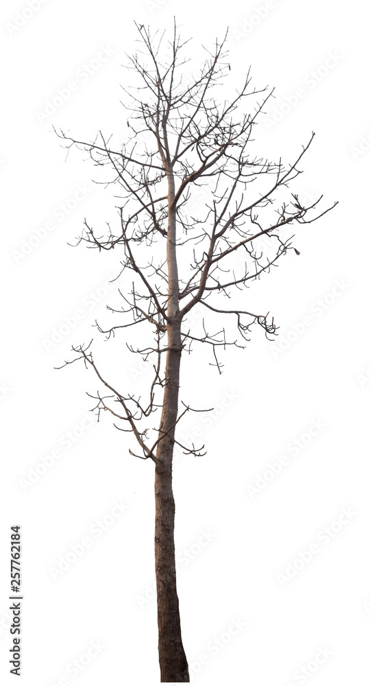 dead tree isolated on white background