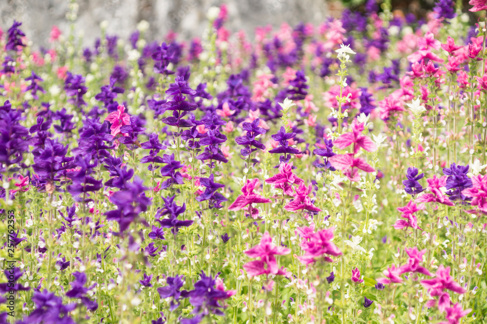 Meadow Flowers