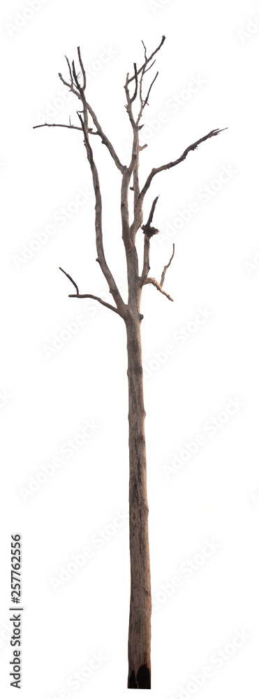 Fototapeta premium dead tree isolated on white background