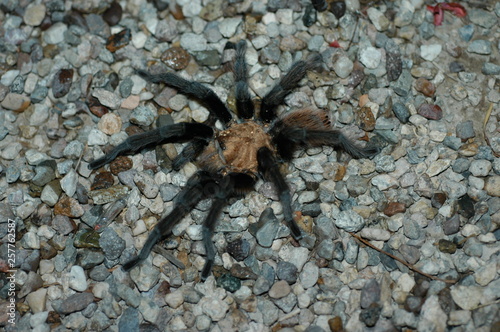 Trantula