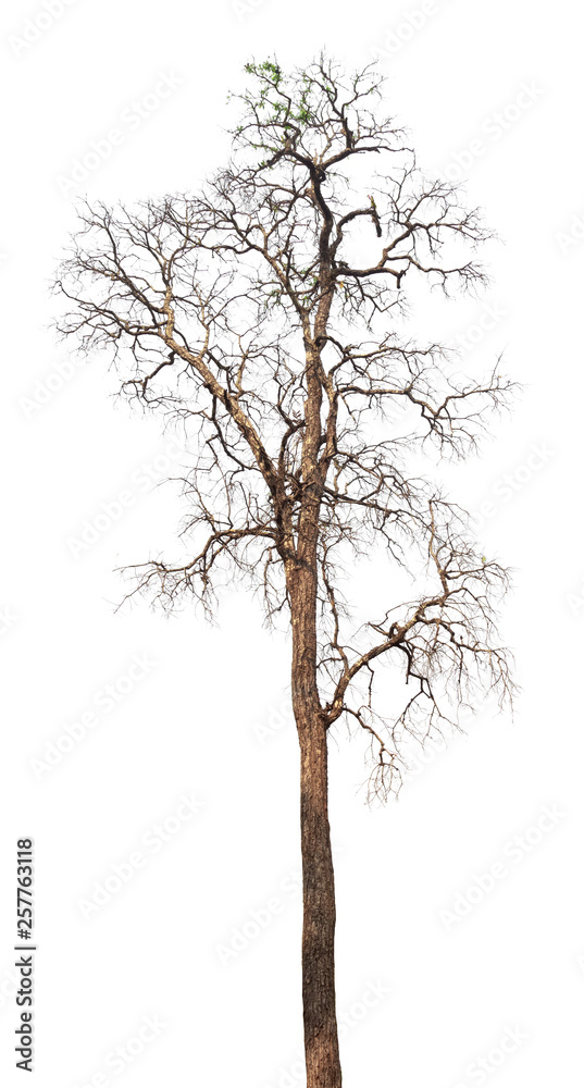 dead tree isolated on white background dead tree isolated on white background