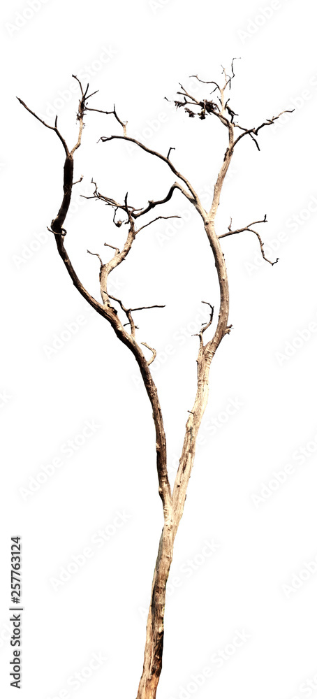 Fototapeta premium dead tree isolated on white background